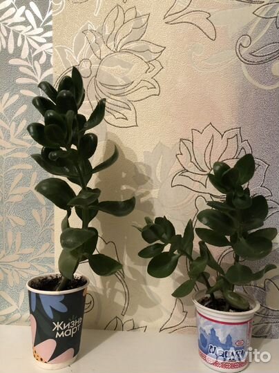 Гипиаструм и не только