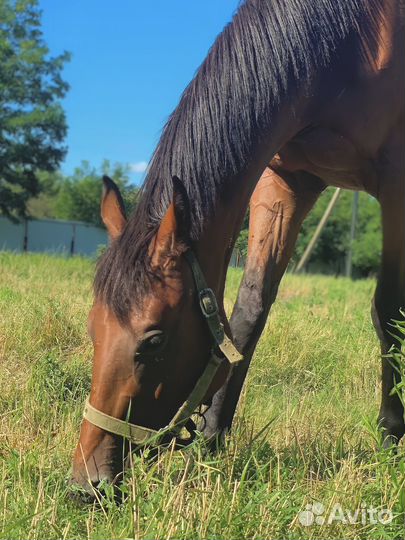 Постой для лошадей