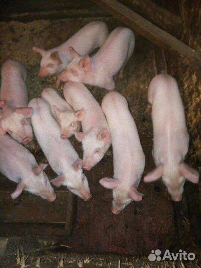 Поросенок ландрас-дюрок 3месяца
