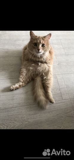 Кошка домашняя