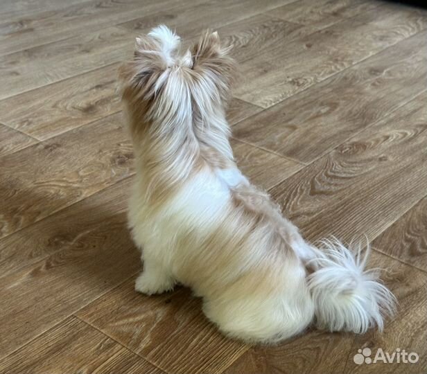 Собака маленькая порода