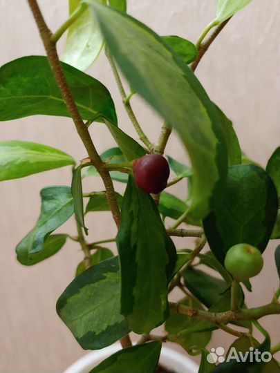 Фикус диверсифолия расписная