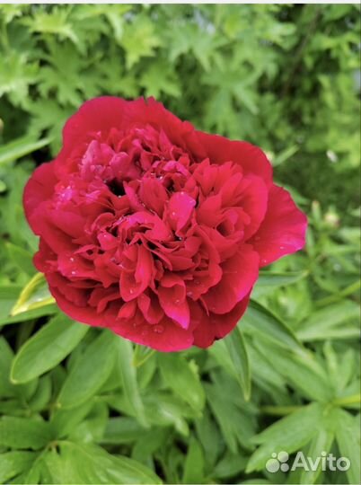 Саженец пиона