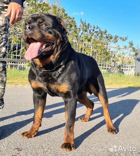 Щенки ротвейлера