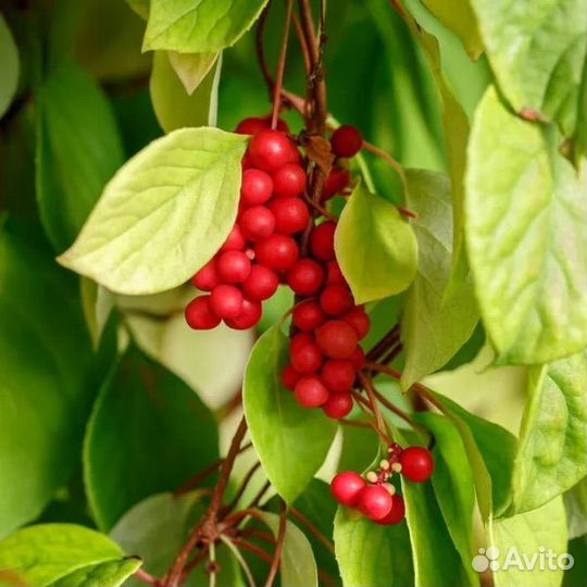 Лимонник (ягоды)