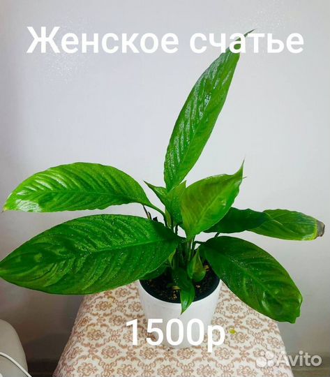 Комнатные цветы