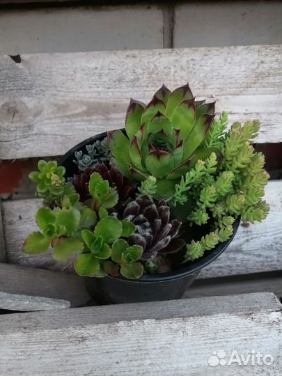 Суккуленты уличные