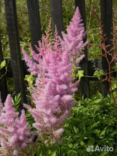 Астильба розовая