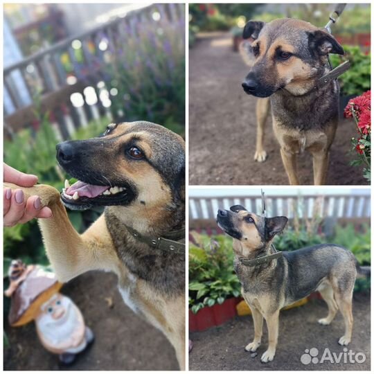 Арна ищет дом