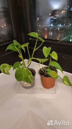 Сортовой Эпипремнум (сциндапсус ауреум)