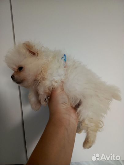 Щенки померанского шпица