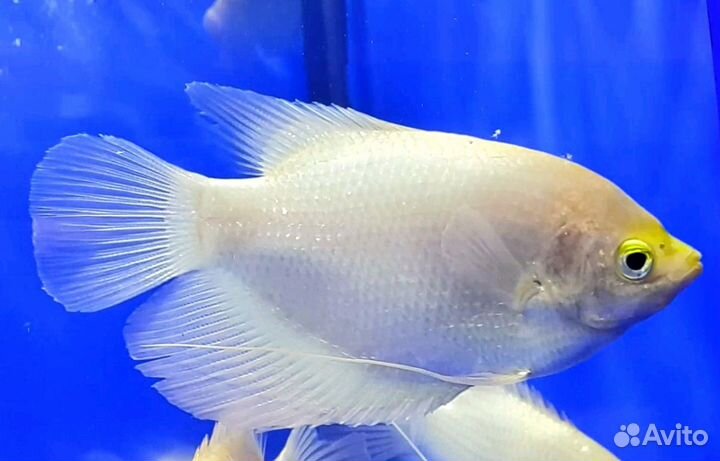 Гурами, лялиусы, макроподы и другие лабиринтовые