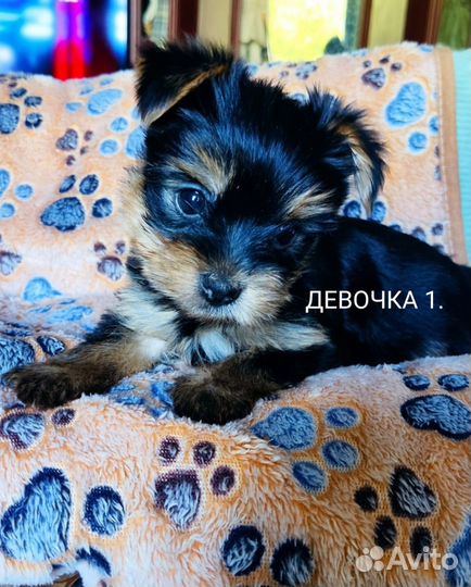 Йоркширский терьер мини беби фейс щенки