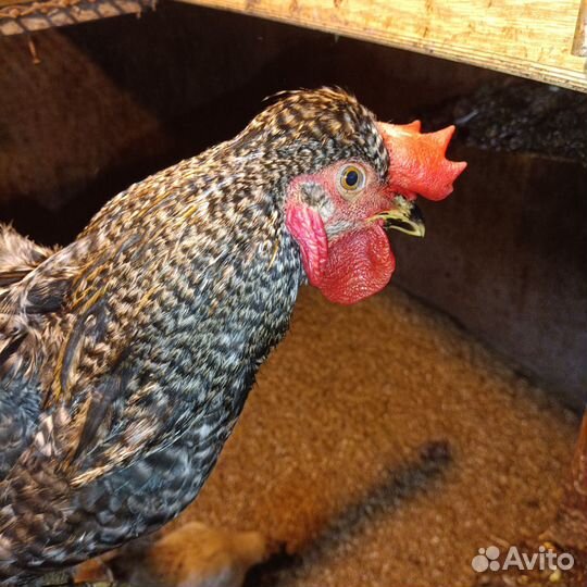 Продам петушков