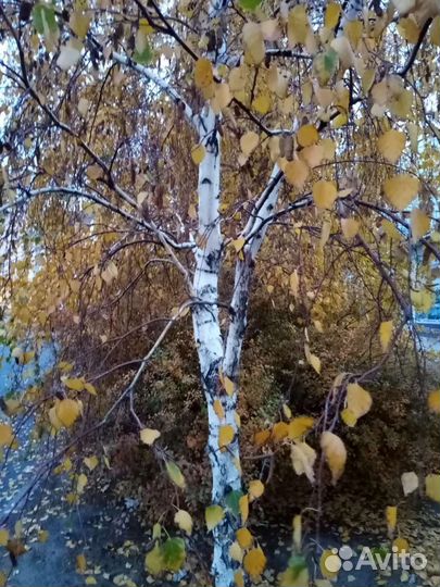 Деревья семена и саженцы