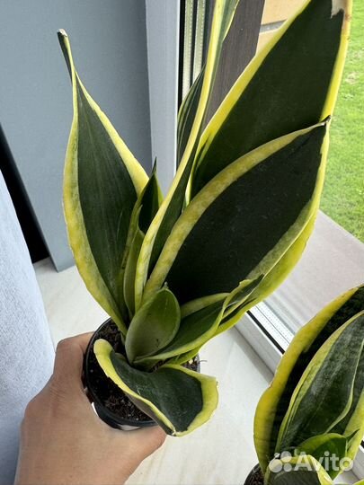 Сансивиерия сортовая голден блэк