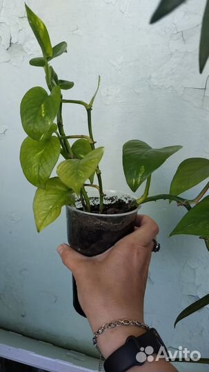 Комнатные растения (разное)