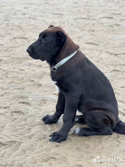 Щенки алабая