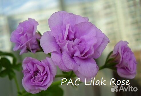 Пеларгонии плющелистные