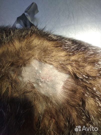 Стерилизация кошек и собак на дому, чистка зубов