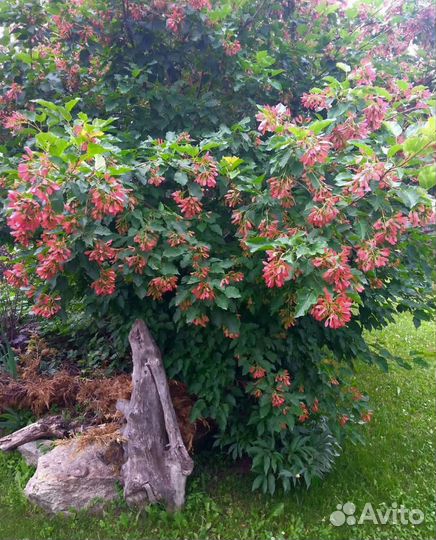 Клен Татарский