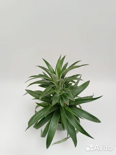 Ананас домашний