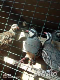 Куропатка каменная (кеклик азиатский)