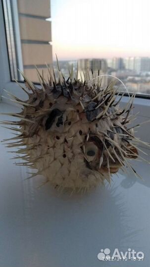 Чучело рыбы