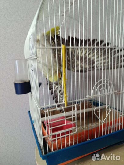 Попугай корелла-нимфа