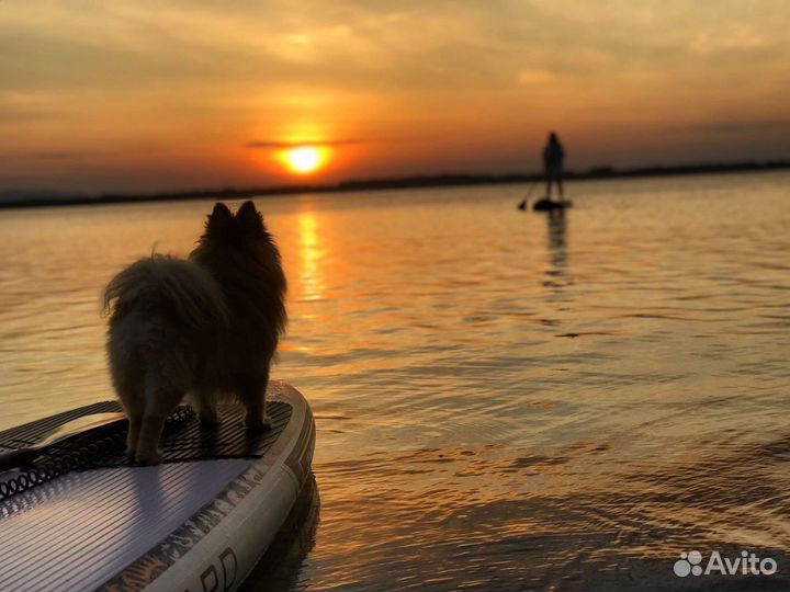 Аренда Sup борда