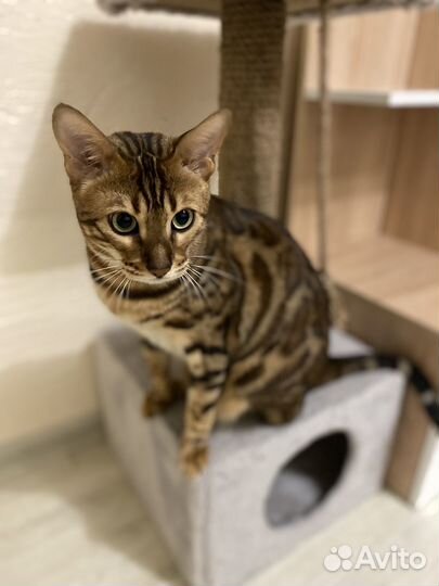 Бенгальский кот