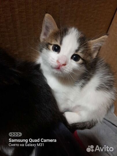 Котята девочки