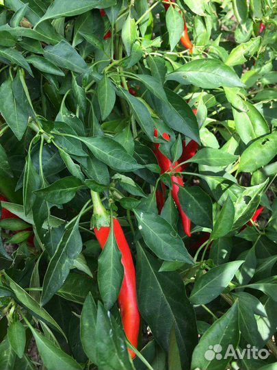 Перец горький красный