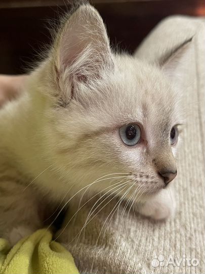 Отдам котенка породы Невская маскарадная