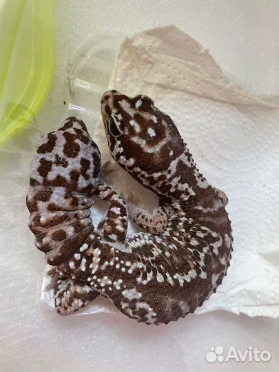 Эублефар и Гемитеконикс