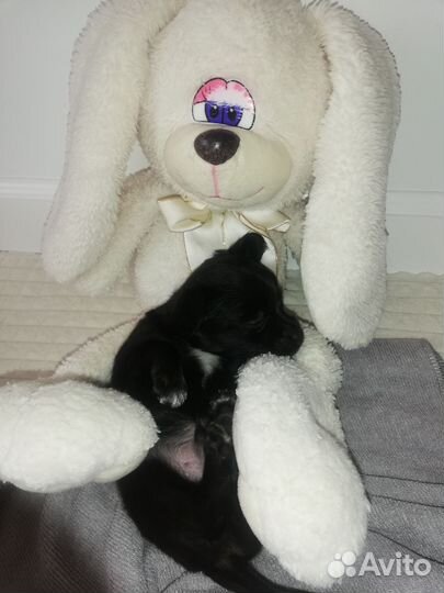 Мини той-терьер щенки