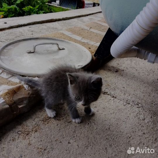 Отдадим котят в добрые руки