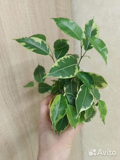 Фикусы сортовые