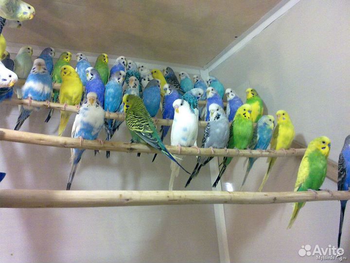 Волнистый попугай