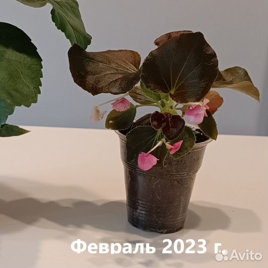 Бегония + кашпо + грунт