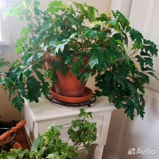 Комнатные растения