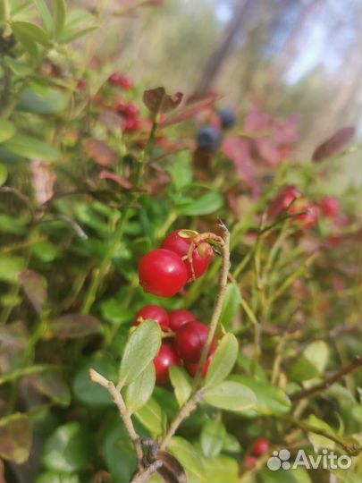 Брусника ягода свежая