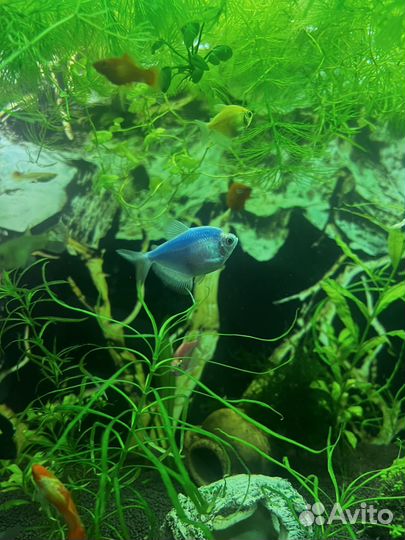 Тернеция глофиш