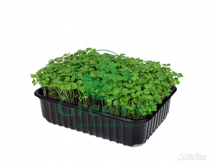 Семена для микрозелени