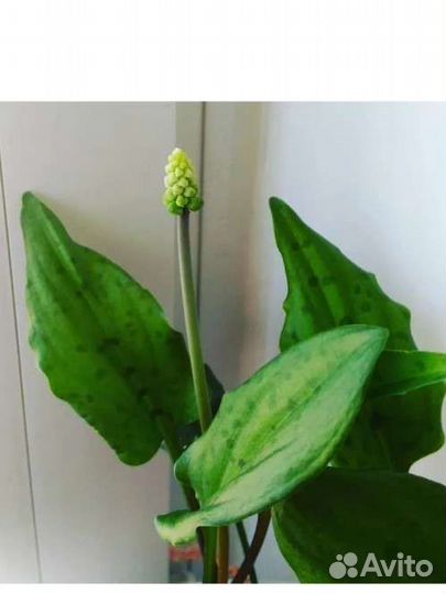 Дримиопсис