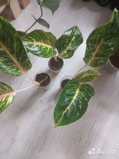 Аглаонема Спринг ред,Батерфляй