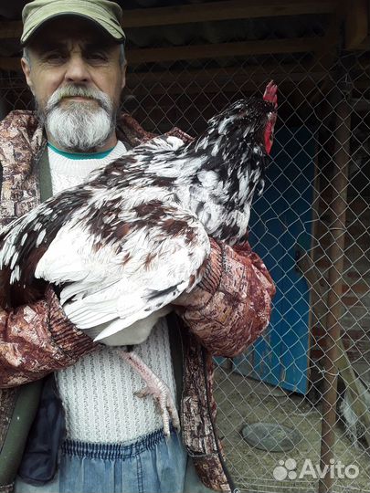 Молодые петухи