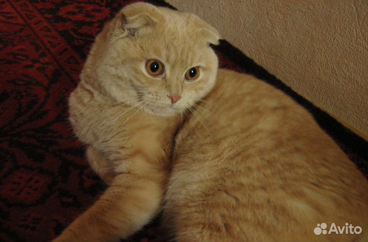 Вислоухий котик