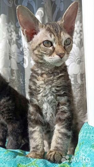 Донской сфинкс котята