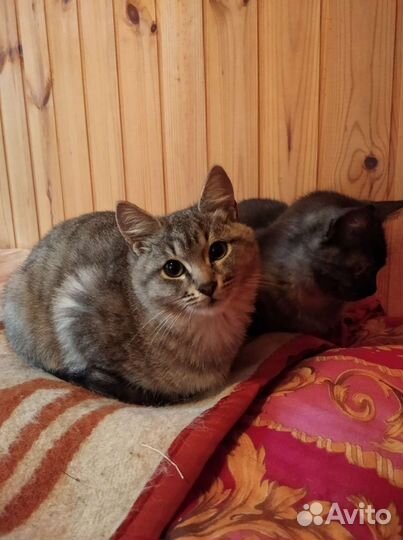 Котенок в дар